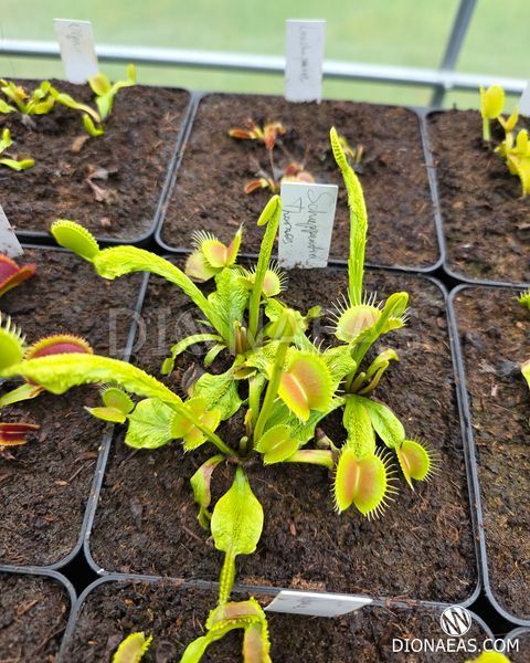 Dionaea muscipula Schuppenstiel Thomas - S DM105 фото