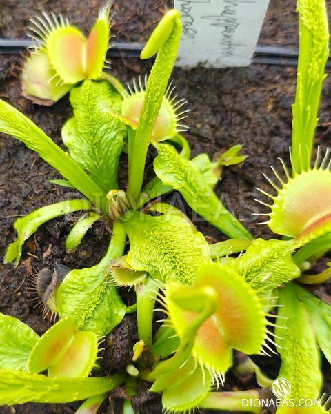 Dionaea muscipula Schuppenstiel Thomas - S DM105 фото