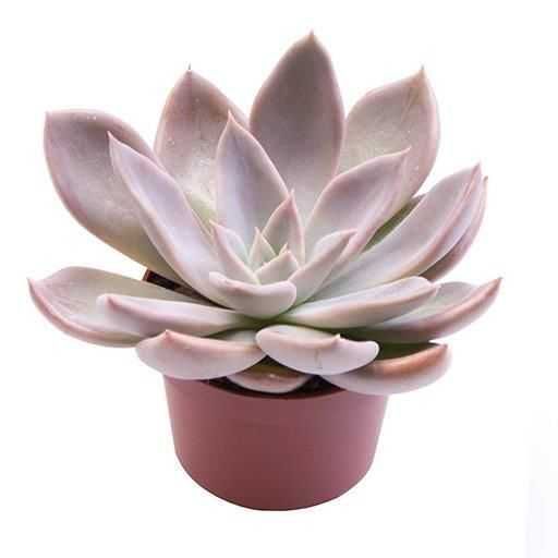 Echeveria Silver Queen, Ехеверія Сільвер Квін в Україні, Ехеверія