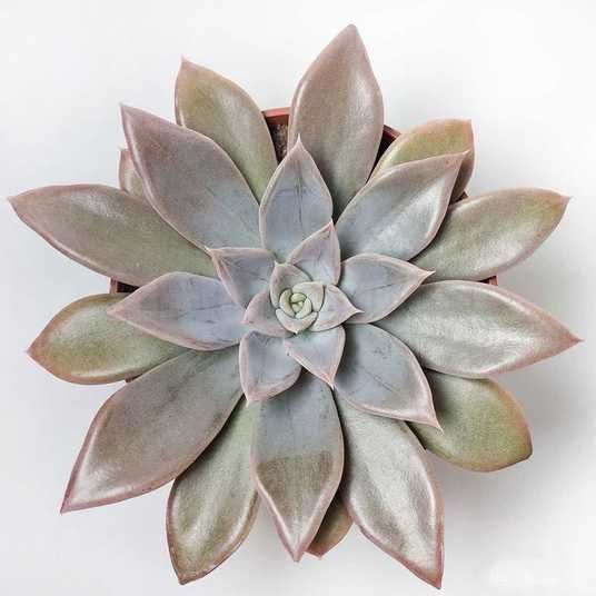 Echeveria Silver Queen, Ехеверія Сільвер Квін в Україні, Ехеверія