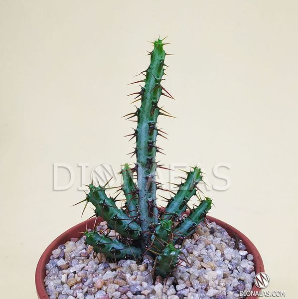 Euphorbia Aeruginosa - Еуфорбія Аеругіноза, Молочай аеругіноса, Молочай мідно-іржавий SU58 фото