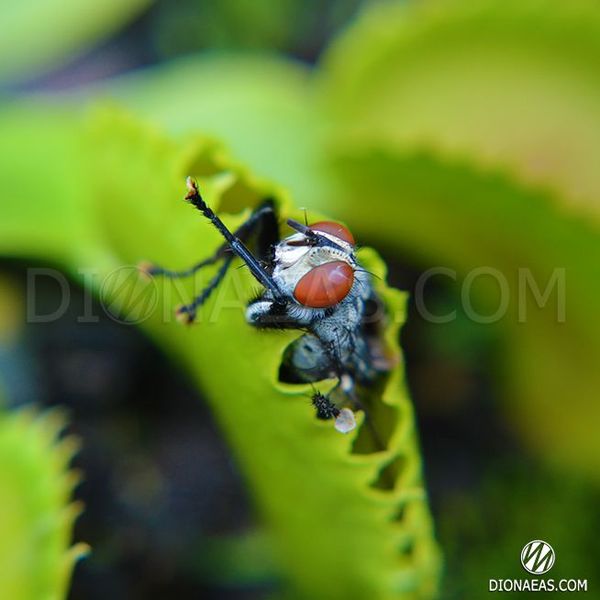 Dionaea muscipula Dracula - M DM01 фото