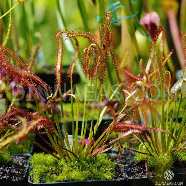 Drosera "Capensis Red Leaf" DR23 фото