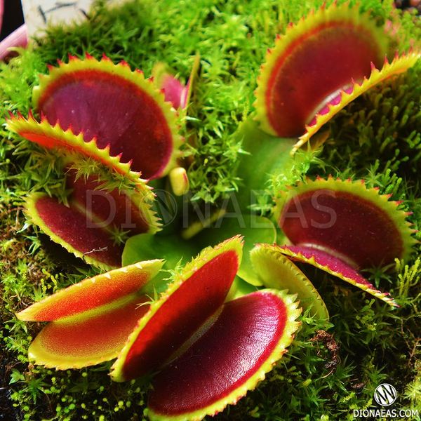 Dionaea muscipula Dracula - M DM01 фото