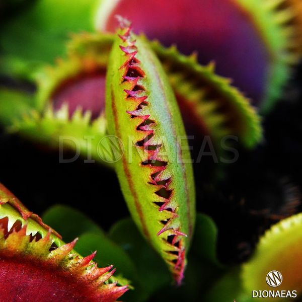 Dionaea muscipula Dracula - M DM01 фото