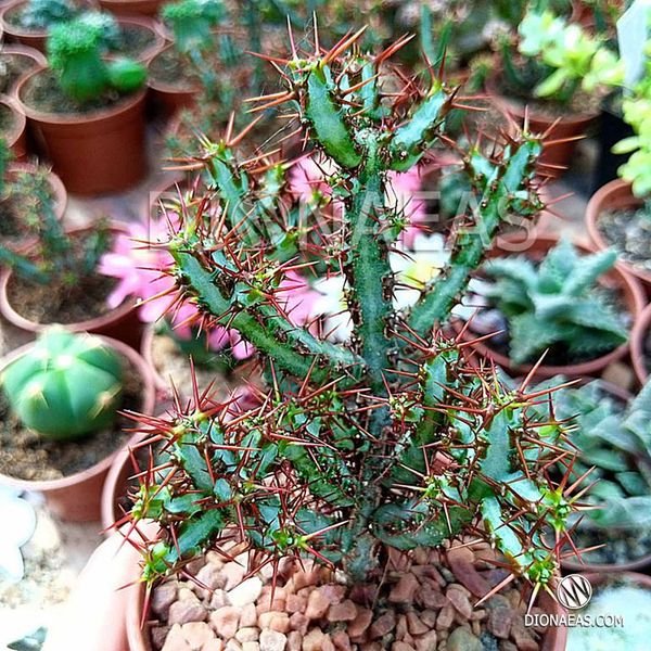Euphorbia Aeruginosa - Эуфорбия Аэругиноза, Молочай аэругиноса, Молочай медно-ржавый SU58 фото