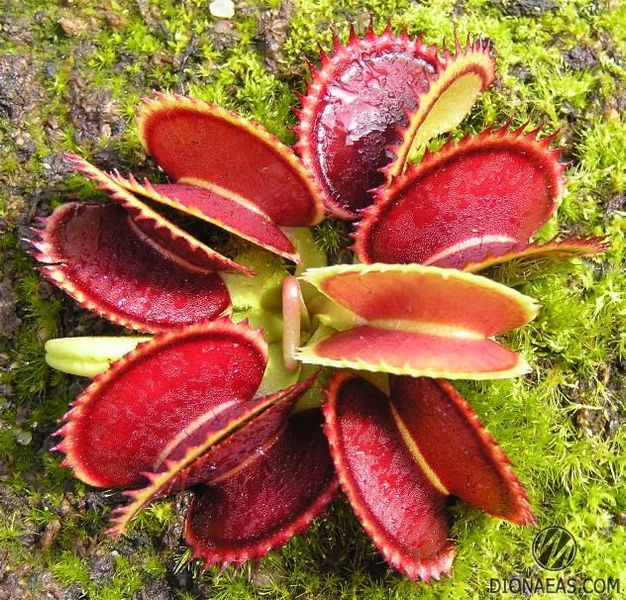 Dionaea muscipula Dracula - M DM01 фото