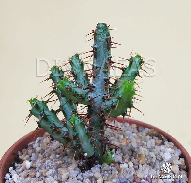 Euphorbia Aeruginosa - Эуфорбия Аэругиноза, Молочай аэругиноса, Молочай медно-ржавый SU58 фото