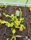 Dionaea muscipula Schuppenstiel Thomas - S DM105 фото 3
