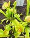 Dionaea muscipula Schuppenstiel Thomas - S DM105 фото 2
