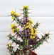 Euphorbia Aeruginosa - Еуфорбія Аеругіноза, Молочай аеругіноса, Молочай мідно-іржавий SU58 фото 3