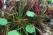 Drosera "Capensis Red Leaf" DR23 фото 2