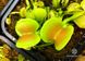 Dionaea muscipula Green wizard - S DM18 фото 5