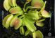 Dionaea muscipula Green wizard - S DM18 фото 3