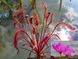 Drosera "Capensis Red Leaf" DR23 фото 1