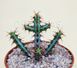 Euphorbia Aeruginosa - Эуфорбия Аэругиноза, Молочай аэругиноса, Молочай медно-ржавый SU58 фото 5