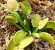 Dionaea muscipula Green wizard - S DM18 фото 2