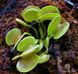 Dionaea muscipula Green wizard - S DM18 фото 4