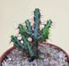 Euphorbia Aeruginosa - Эуфорбия Аэругиноза, Молочай аэругиноса, Молочай медно-ржавый SU58 фото 6
