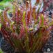 Drosera "Capensis Red Leaf" DR23 фото 9