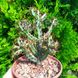 Euphorbia Aeruginosa - Еуфорбія Аеругіноза, Молочай аеругіноса, Молочай мідно-іржавий SU58 фото 1