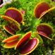 Dionaea muscipula Dracula - M DM01 фото 8