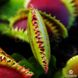 Dionaea muscipula Dracula - M DM01 фото 10