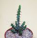Euphorbia Aeruginosa - Эуфорбия Аэругиноза, Молочай аэругиноса, Молочай медно-ржавый SU58 фото 2