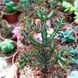 Euphorbia Aeruginosa - Еуфорбія Аеругіноза, Молочай аеругіноса, Молочай мідно-іржавий SU58 фото 7