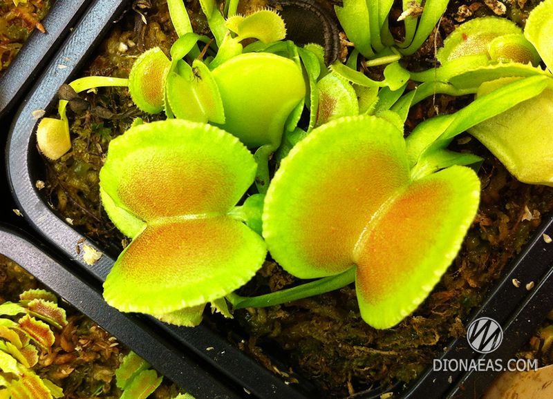 Dionaea muscipula Green wizard - S DM18 фото