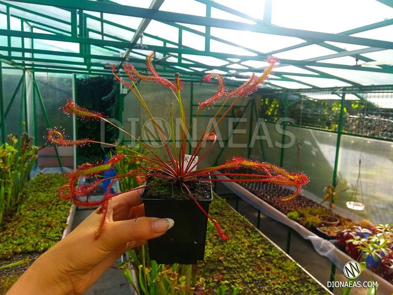 Drosera "Capensis Red Leaf" DR23 фото