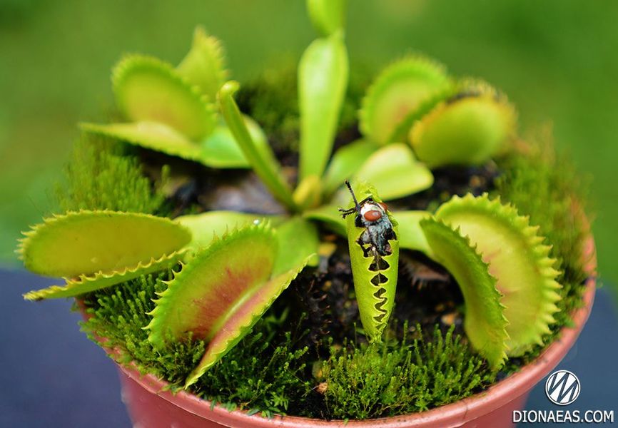 Dionaea muscipula Dracula - M DM01 фото