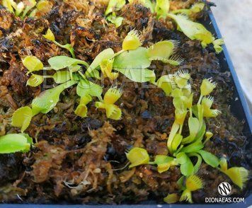 Dionaea muscipula "Double Trouble" - S DM89 фото