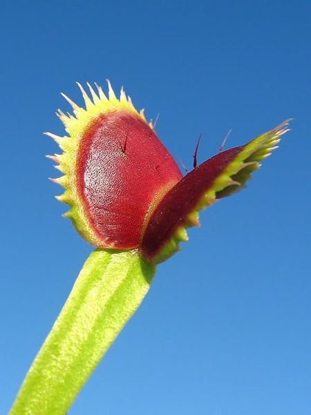 Dionaea muscipula Uk-2 - S DM35 фото