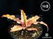 Cryptanthus - Криптантус, земляна зірка - 1 EX04 фото 8