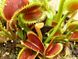 Dionaea muscipula Uk-2 - S DM35 фото 9