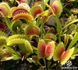 Dionaea muscipula Uk-2 - S DM35 фото 4