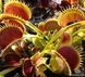 Dionaea muscipula Uk-2 - S DM35 фото 3