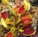 Dionaea muscipula Uk-2 - S DM35 фото 7