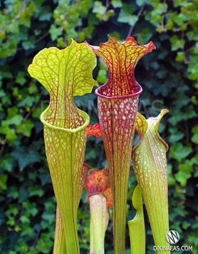 Sarracenia hybrid 7 - M S37 фото