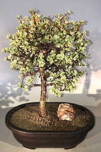 Portulacaria Afra Variegata, Портулакария Афра вариегата