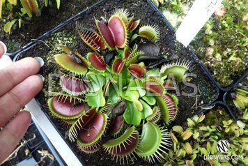 Dionaea muscipula Atlanta - S DM52 фото