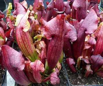 Sarracenia Maroon - S S55 фото