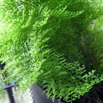 Nephrolepis Exaltata Cotton Candy - Нефролепіс піднесений Cotton Candy, Нефролепіс Цукрова Вата, Папороть Сузі Вонг EX41 фото
