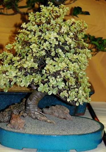 Portulacaria Afra Variegata, Портулакария Афра вариегата