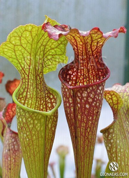 Sarracenia hybrid 7 - M S37 фото