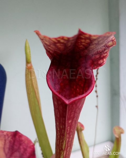 Sarracenia Hybrid 1 - S S01 фото