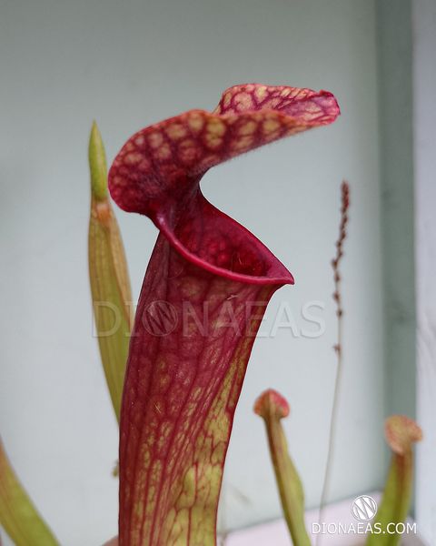 Sarracenia Hybrid 1 - S S01 фото