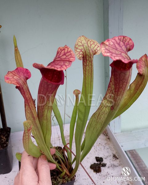 Sarracenia Hybrid 1 - S S01 фото