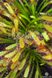 Drosera "Capensis Cretee" DR25 фото 8